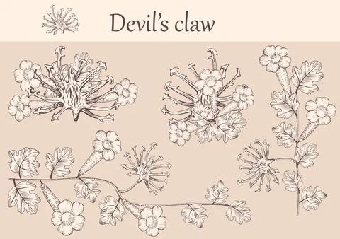 Devil's claw flowers Stock Illustration