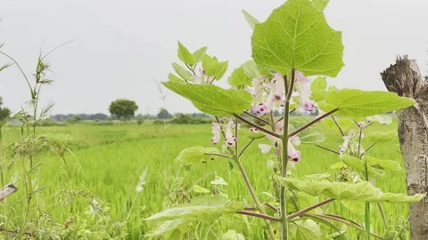 Devil's Claw Plant in Paddy Field Stock Footage 317539110