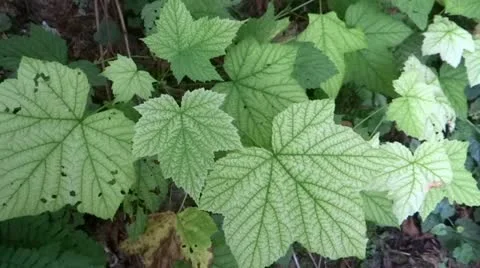 Devil's club     103475 Stock Footage 12504262