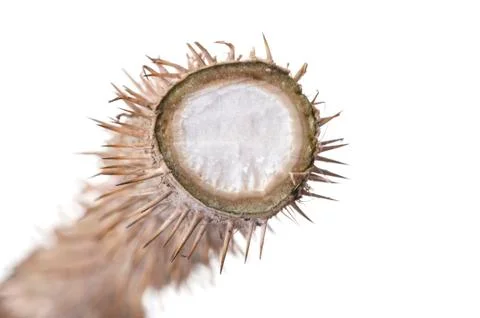 Devil's  club herb Stock Photos