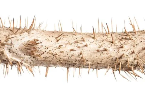 Devil's  club herb Fotos Stock