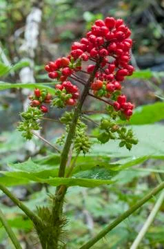 Devil's club Stock Photos