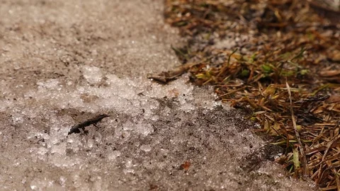 Devil's coach-horse beetle awakens, searching for food hidden in the ice. Stock Footage 305073084