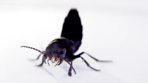 Devil's coach horse beetle, Ocypus olens, in Ireland Stock Footage 163592193