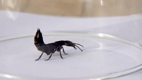 Devil's coach horse beetle, Ocypus olens, in Ireland Stock Footage 163751797