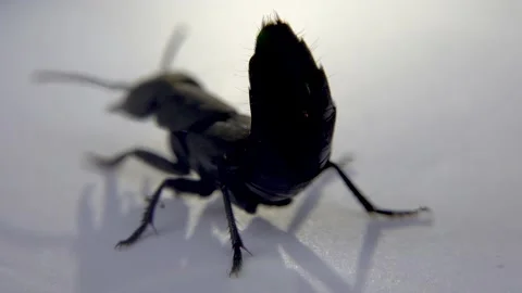 Devil's coach horse beetle, Ocypus olens, in Ireland Stock Footage 163753041