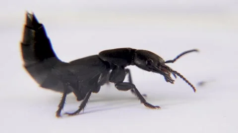 Devil's coach horse beetle, Ocypus olens, in Ireland Stock Footage 164244747