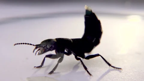 Devil's coach horse beetle, Ocypus olens, in Ireland Stock Footage 164245103