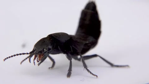 Devil's coach horse beetle, Ocypus olens, in Ireland Stock Footage 164321655