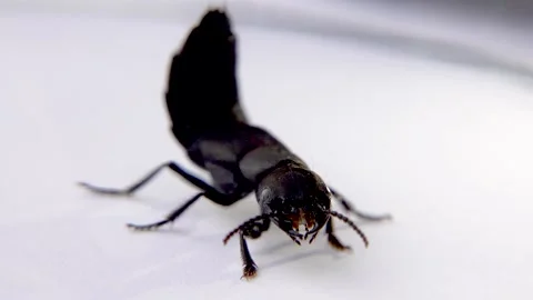 Devil's coach horse beetle, Ocypus olens, in Ireland Stock Footage 164650541