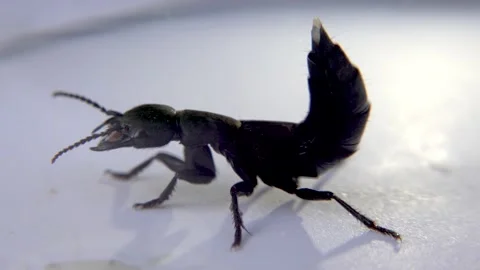 Devil's coach horse beetle, Ocypus olens, in Ireland Stock Footage 164650650