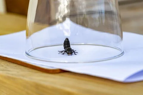 Devil's coach horse beetle, Ocypus olens, under a glas in Ireland Stock Photos