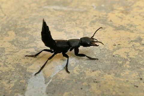 Devil's Coach-horse Beetle. Stock Photos