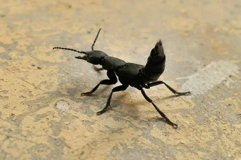 Devil's Coach-horse Beetle. Stock Photos