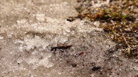 Devil's coach-horse beetle scavenging in melting snow, early spring Stock Footage 332852695