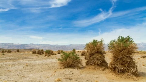 Devil's Cornfield at Death Valley National Park, California Stock Footage 106218323