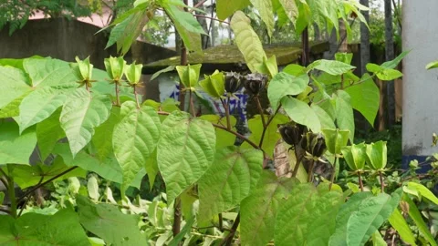 Devil's cotton shrub 스톡 동영상 346180475