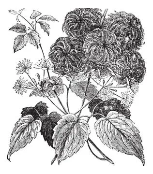 Devil's Darning Needles or Devil's Hair or Love Vine or Traveller's Joy or Vi Stock Illustration