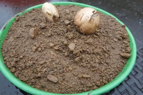 Devil's finger eggs in pot, octopus mushrooms or Clathrus archeri before th.. Stock Photos