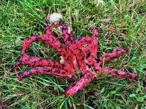 Devil's Fingers fungus Stock Photos