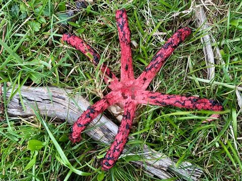 Devil's Fingers fungus Stock Photos