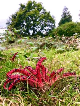 Devil's Fingers fungus Stock Photos
