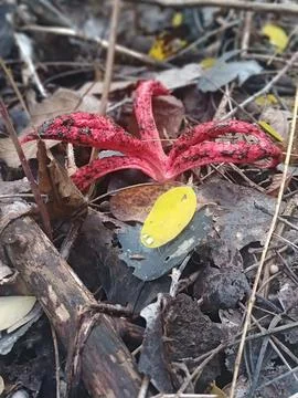 Devil's Fingers Mushroom 스톡 사진