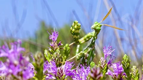 Devil's Flower Mantis. Stock Footage 302986303