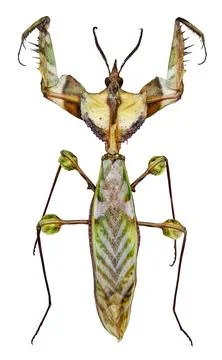 Devil's flower mantis Idolomantis diabolica displays unique features in an .. Stock Photos