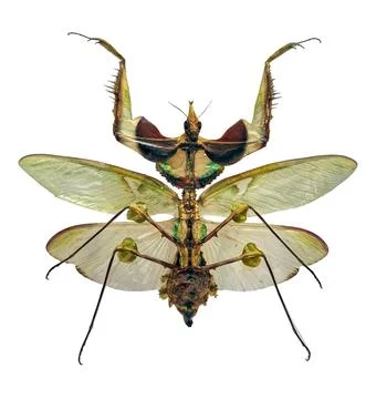 Devil's flower mantis Idolomantis diabolica showcases unique features in is.. Stock Photos