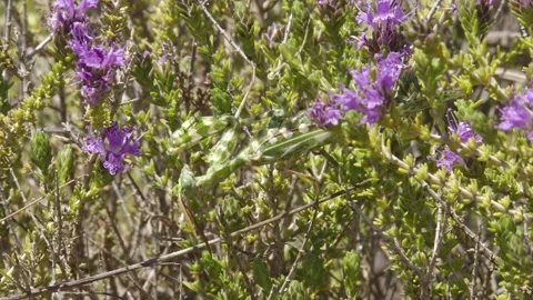 Devil's Flower Mantis standing on a flowering shrub. Stock Footage 302984559