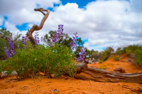 Devils garden Stock Photos