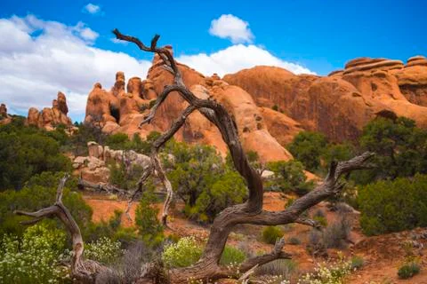 Devils garden Stock Photos