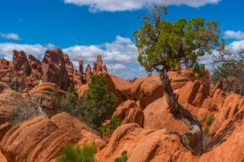 Devils garden Stock Photos