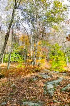 Devil's Hopyard path Stock Photos