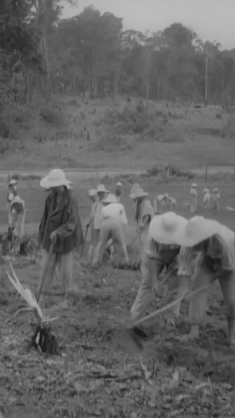 DEVIL'S ISLAND - 1939 - Prison labor is used to farm the land on Devil's Island, 스톡 동영상 342268849