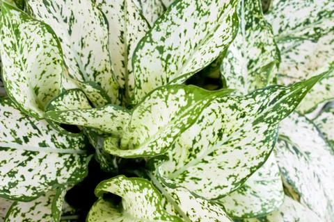 Devil's ivy background Stock Photos