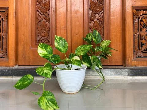 Devils Ivy (Epipremnum in Latin) grows in white pots. Also known as Sirih Gad Stock Photos