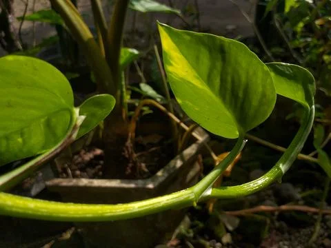 Devils ivy or Pothos plant under sun light Stock Photos