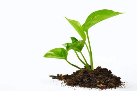 Devil's ivy Stock Photos