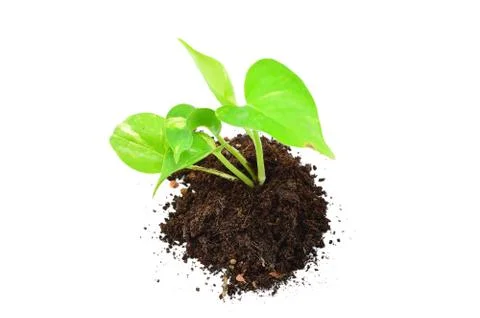 Devil's ivy Stock Photos