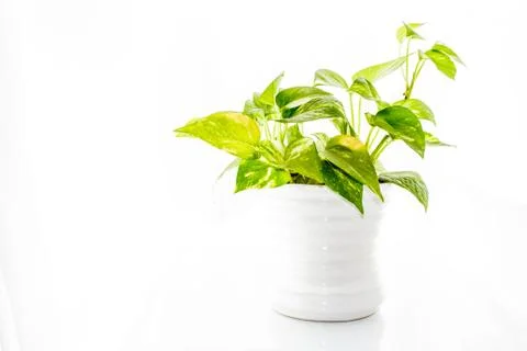 Devil's ivy Stock Photos