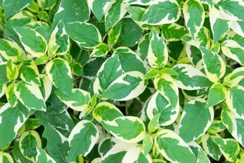 Devil's ivy Stock Photos