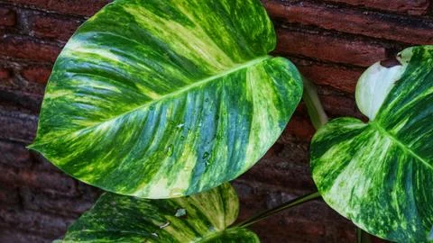 Devil's ivy plant, is considered lucky in Feng Shui. Part of the Money plan.. Stock Photos
