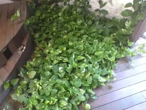 The devil's ivy plant grows inside of a small house in the botanical garden Stock Footage 162679447