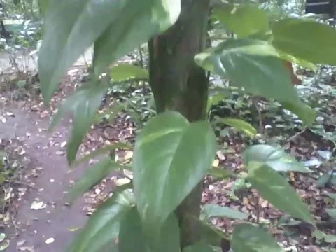 Devil's ivy plant grows on top of another tree in the botanical garden Stock Footage 162680745