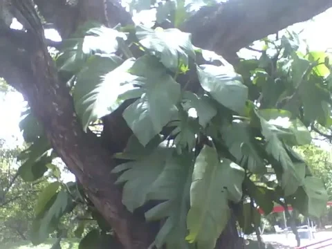 Devil's ivy plant on a tree in the sun at the science museum Stock Footage 162284537