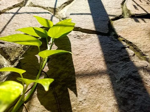 Devil's Ivy on The Wall Foto stock