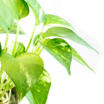 Devil's ivy on white background Stock Photos