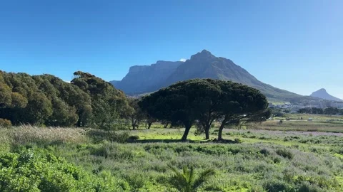 Devil’s Peak and Table Mountain as viewed from a meadow in Pinelands near Cape Video stock 318220460